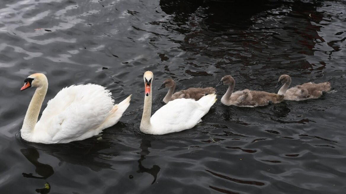 Swan_Upping