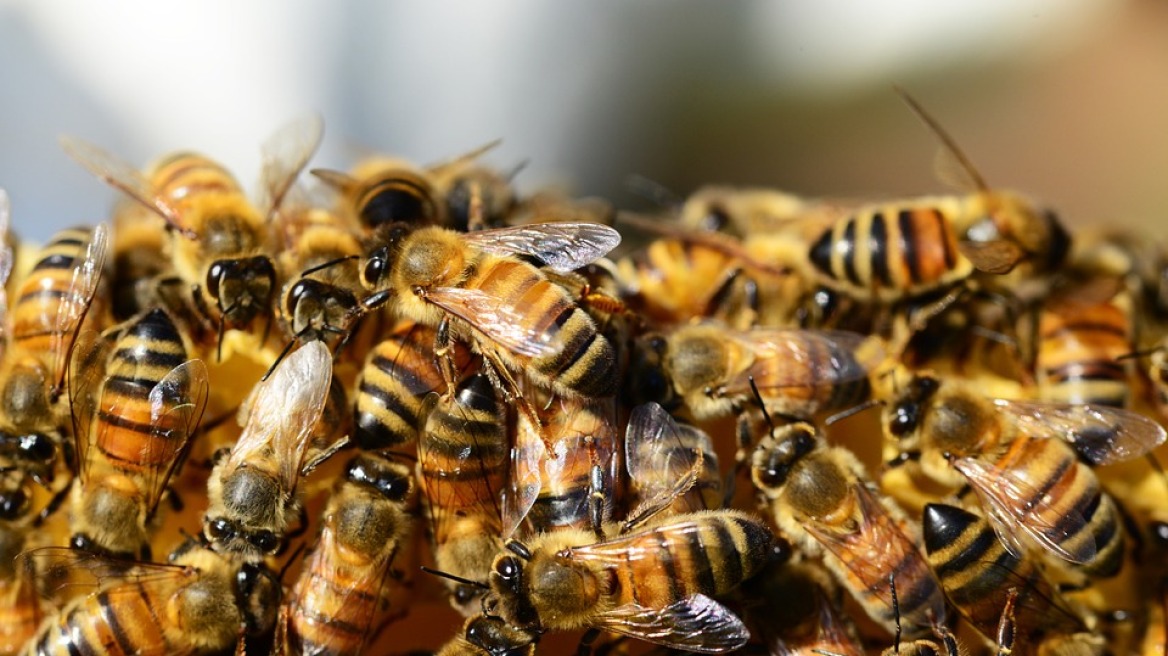 bees-many