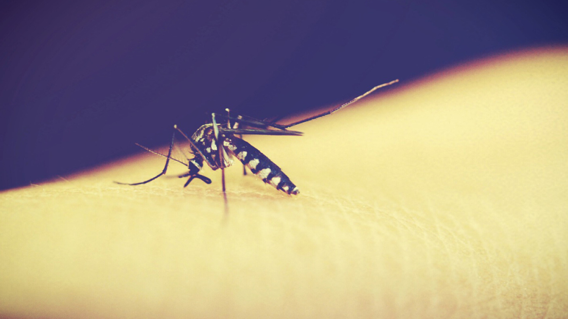 mosquitoes_main01