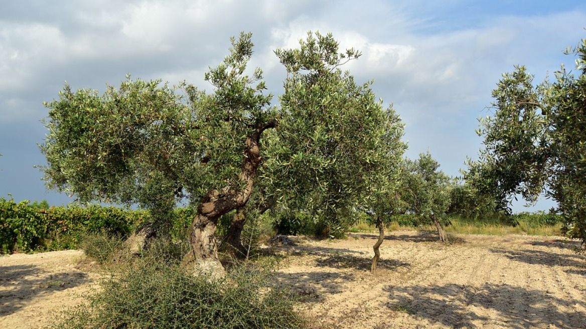 Greek-olive-tree