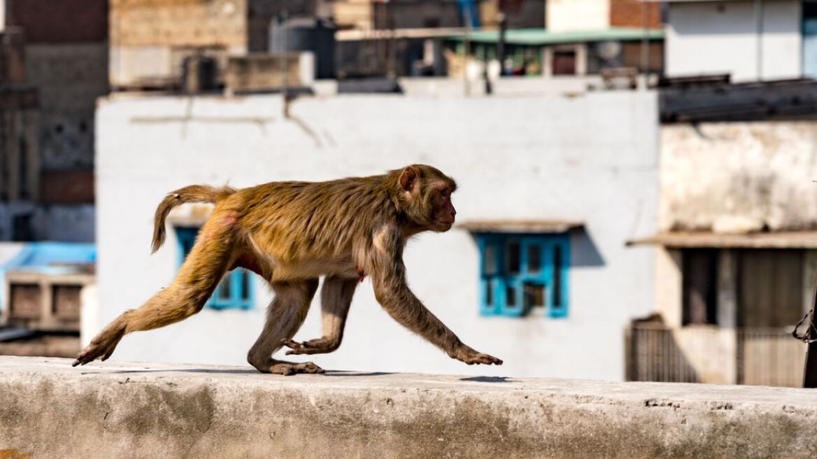 skynews-monkeys-india