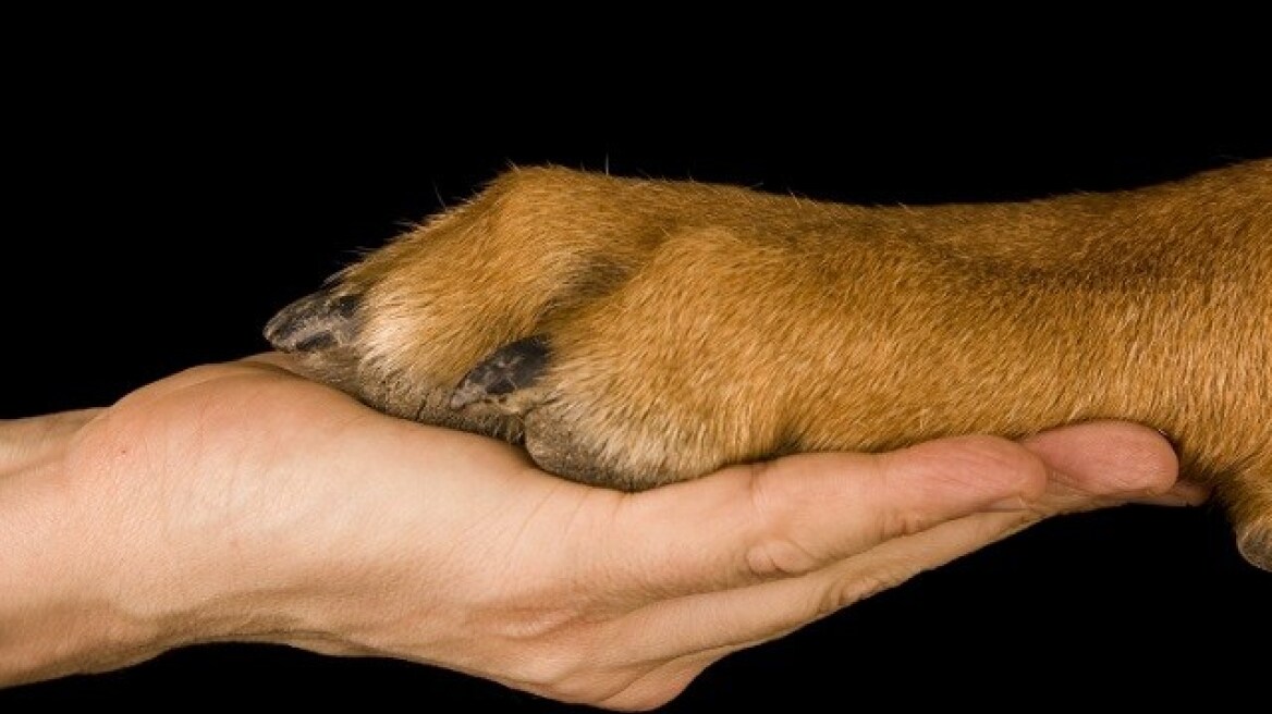 dog-lover-hand-paws
