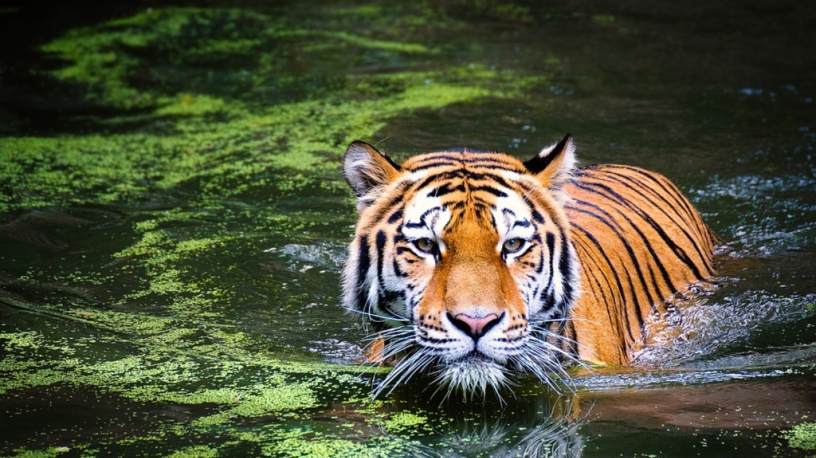 tiger-beautiful