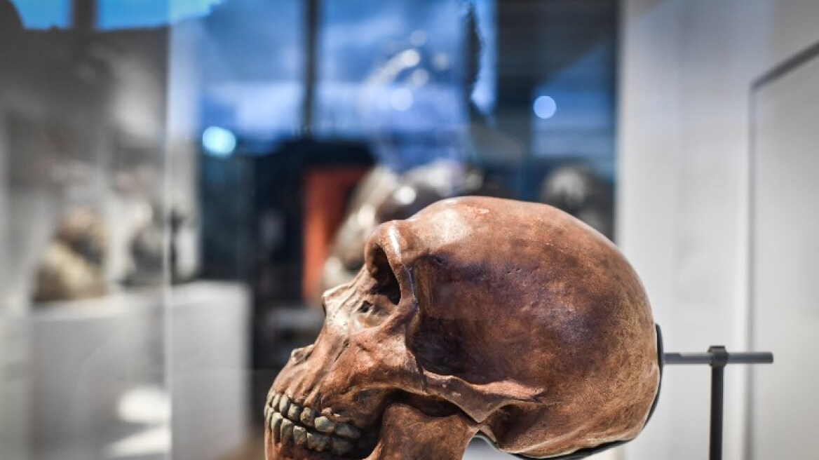 neanderthal-skull