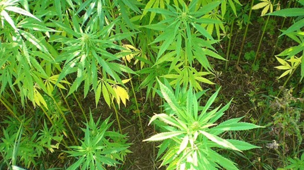 lesvos_cannabis