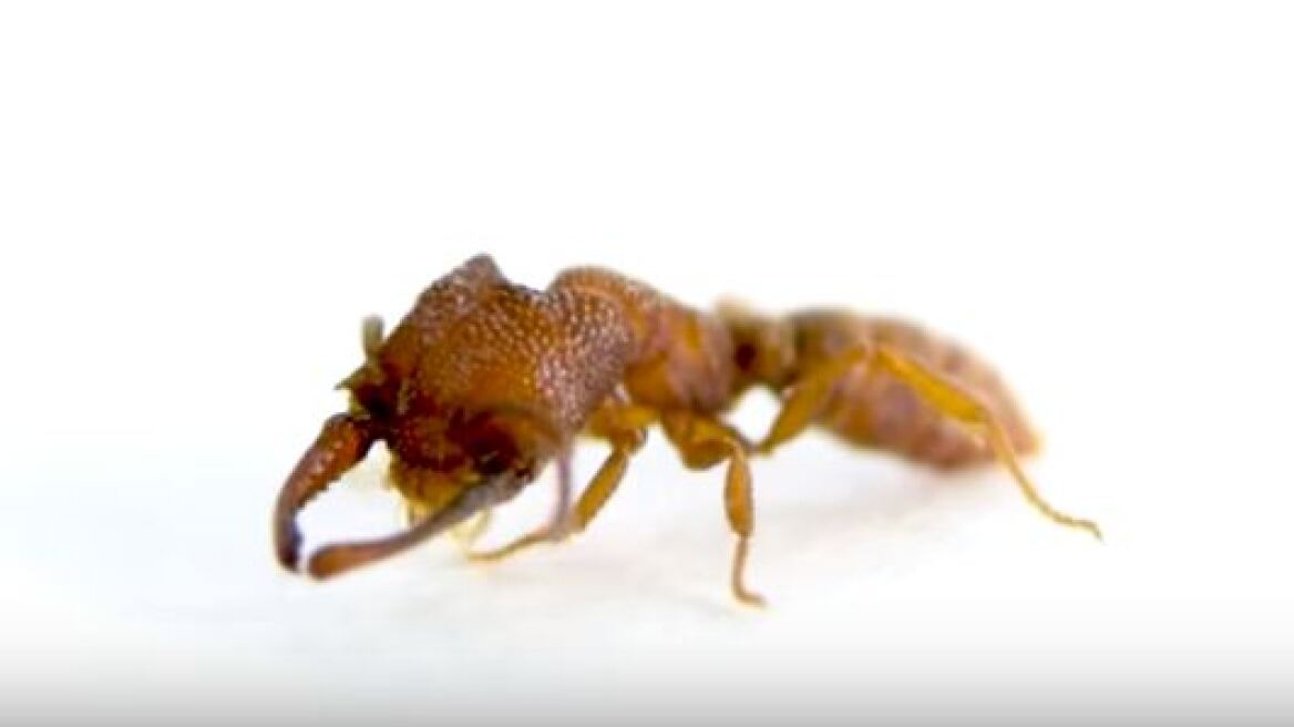 dracula-ant