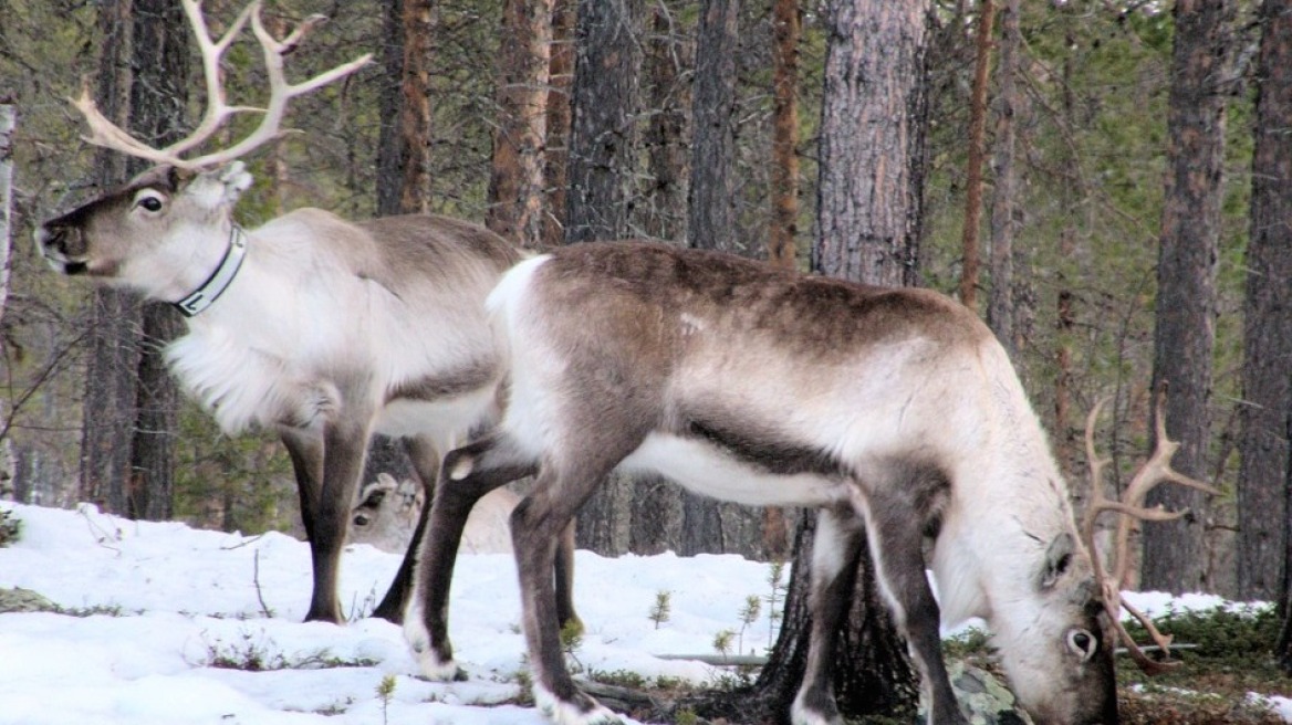 reind2324