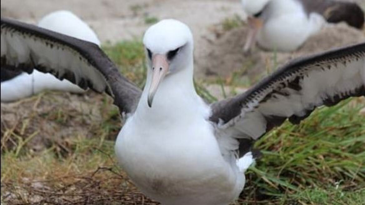 albatros-1