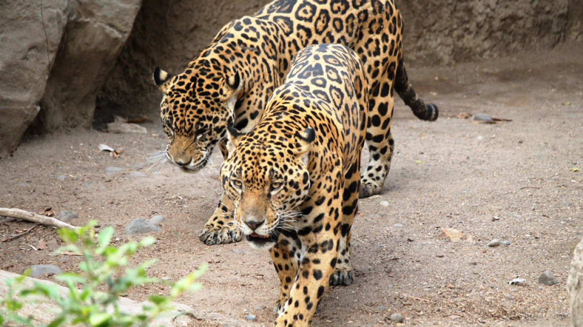 jaguars0
