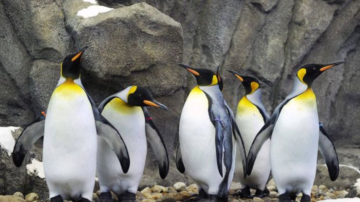 Καναδάς: Ούτε οι βασιλικοί πιγκουίνοι δεν άντεξαν το πολικό ψύχος 