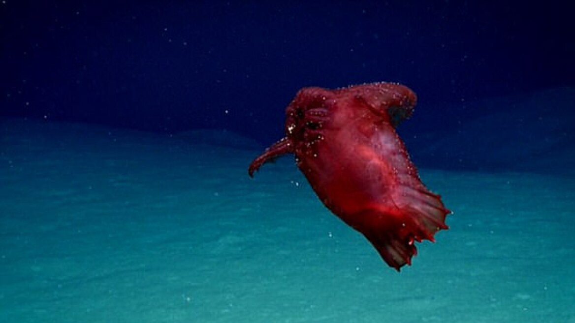 Deep sea explorers have just discovered something terrifying (VIDEO-PHOTO)