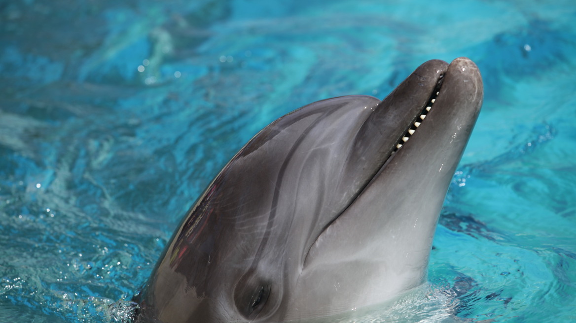Αττικό Ζωολογικό Πάρκο: Αναληθή όσα καταγγέλλονται για την παράσταση των δελφινιών