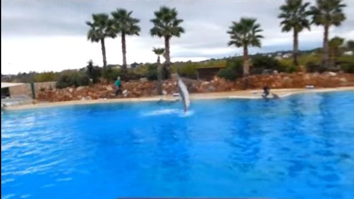 Με μήνυση απειλείται το Αττικό Πάρκο για την παράσταση με δελφίνια