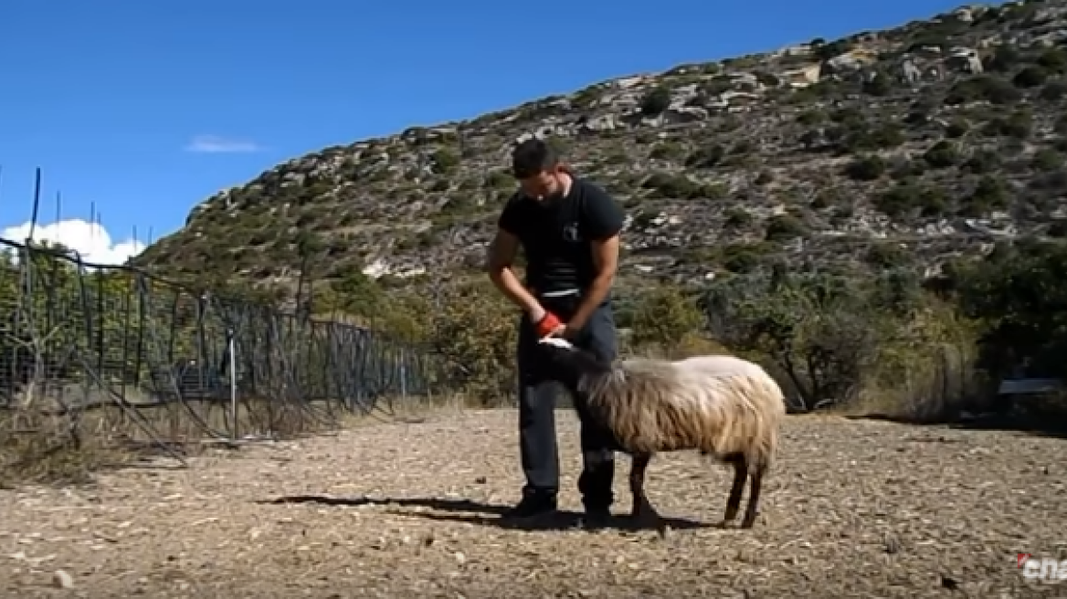 Meet the Cretan ram that acts like a dog (video)