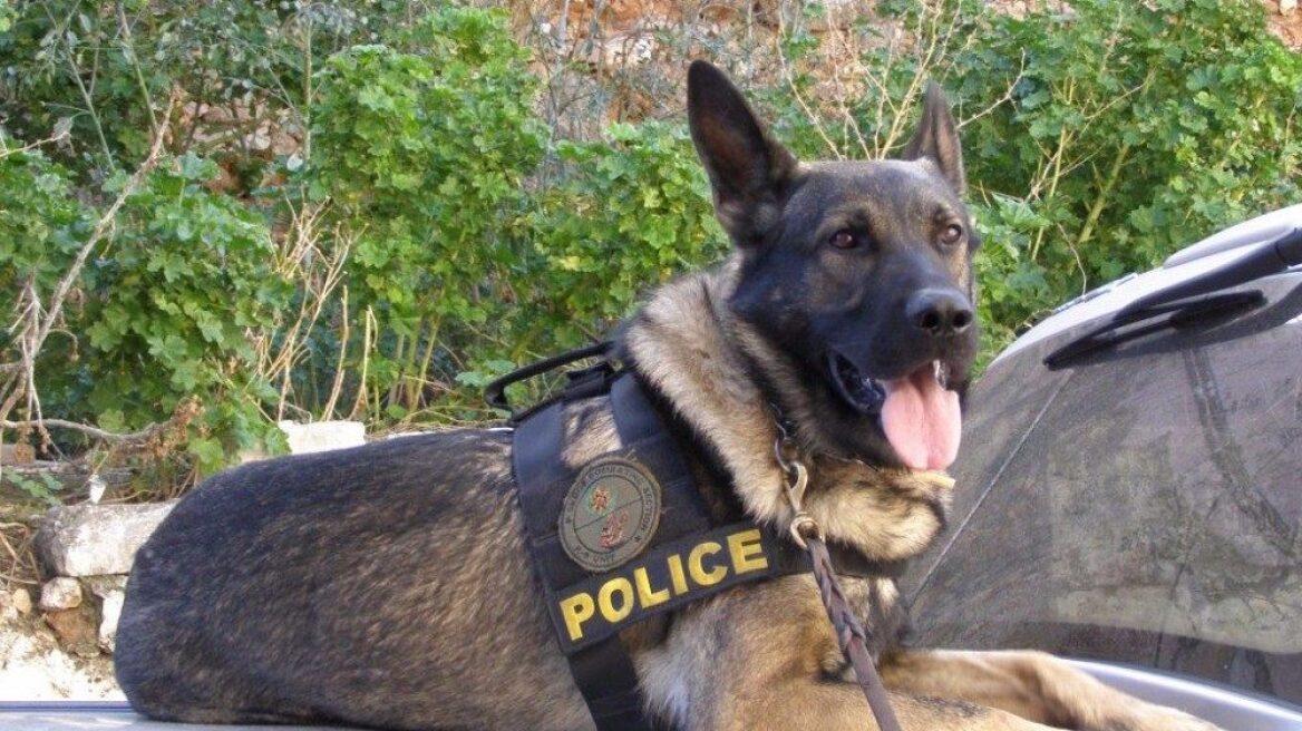 Χανιά: Ο αστυνομικός σκύλος βρήκε το δέμα με την… ηρωίνη