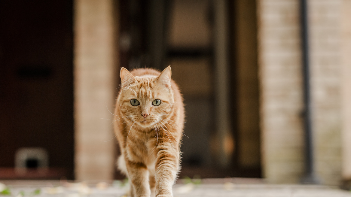 Κτηνωδία στο Βόλο: Κρέμασαν γάτα από τα κάγκελα σπιτιού