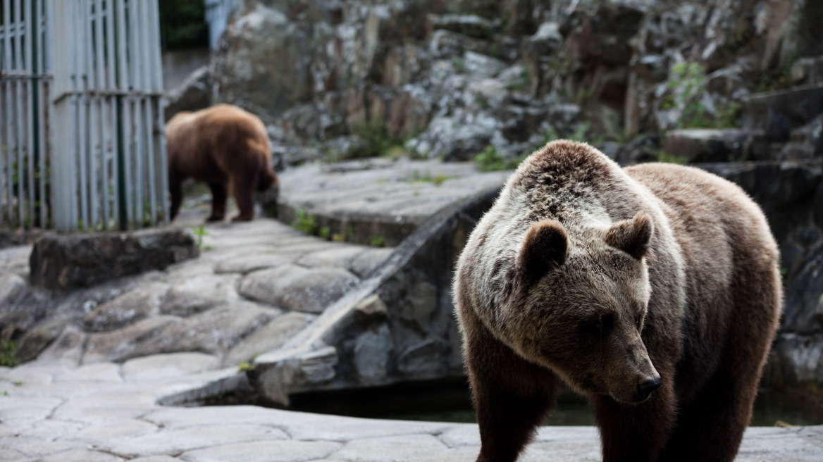Σε χειμερία νάρκη άρχισαν να πέφτουν οι αρκούδες του «Αρκτούρου»	