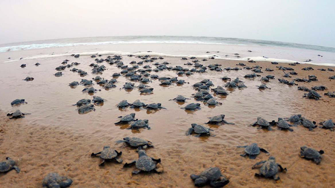 Αυστραλία: Το 99% των χελωνών γεννιούνται θηλυκά εξαιτίας της κλιματικής αλλαγής