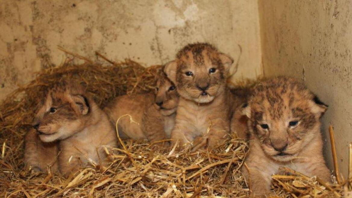 Έγκλημα σε ζωολογικό κήπο: Θανάτωσαν 9 υγιέστατα λιονταράκια γιατί θα... μεγάλωναν πολύ!