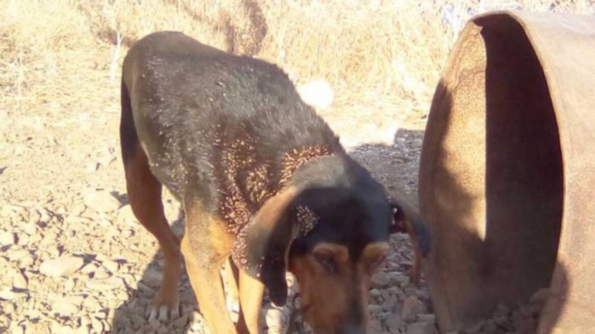 Κακοποιημένα ζώα είχαν υπεράσπιση σε δίκη, για πρώτη φορά στην Ελλάδα 