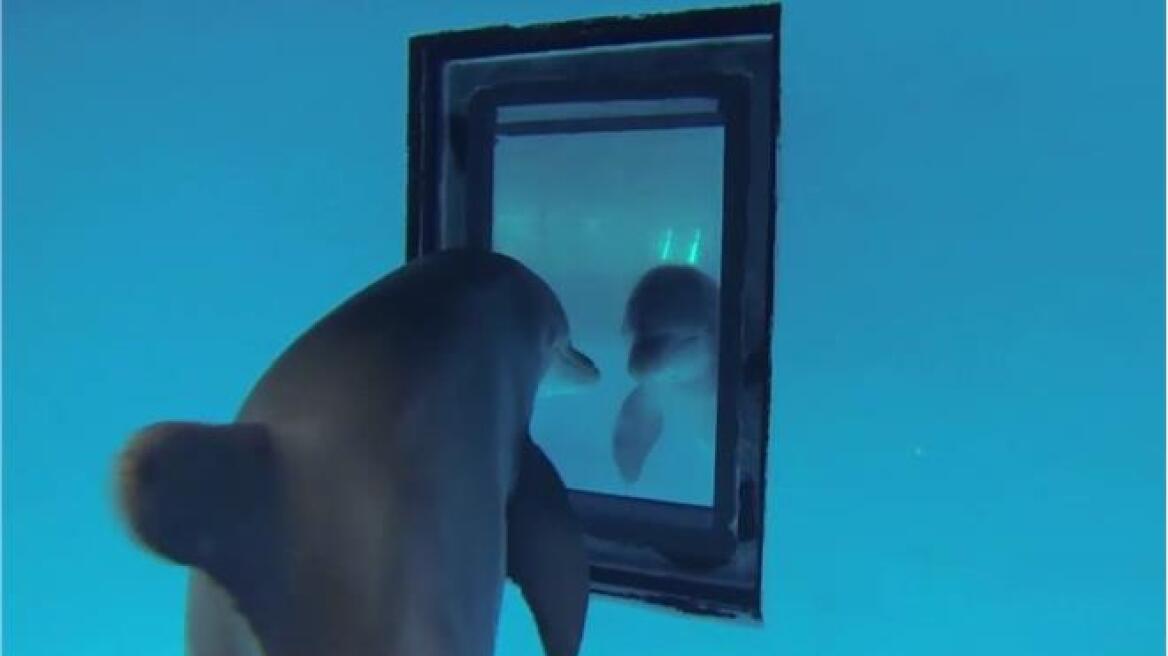 Τα δελφίνια αναγνωρίζουν τον εαυτό τους στον καθρέφτη πριν τα παιδιά      