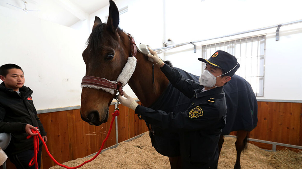 Vesuve de Brekka: Το ευνουχισμένο καφέ άλογο της φρουράς που δώρισε ο Μακρόν στον Τζινπίνγκ