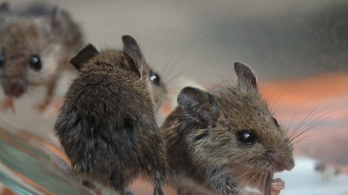 Ποντίκια σε ορόφους του ΑΠΘ! - Ξεκίνησαν μυοκτονίες