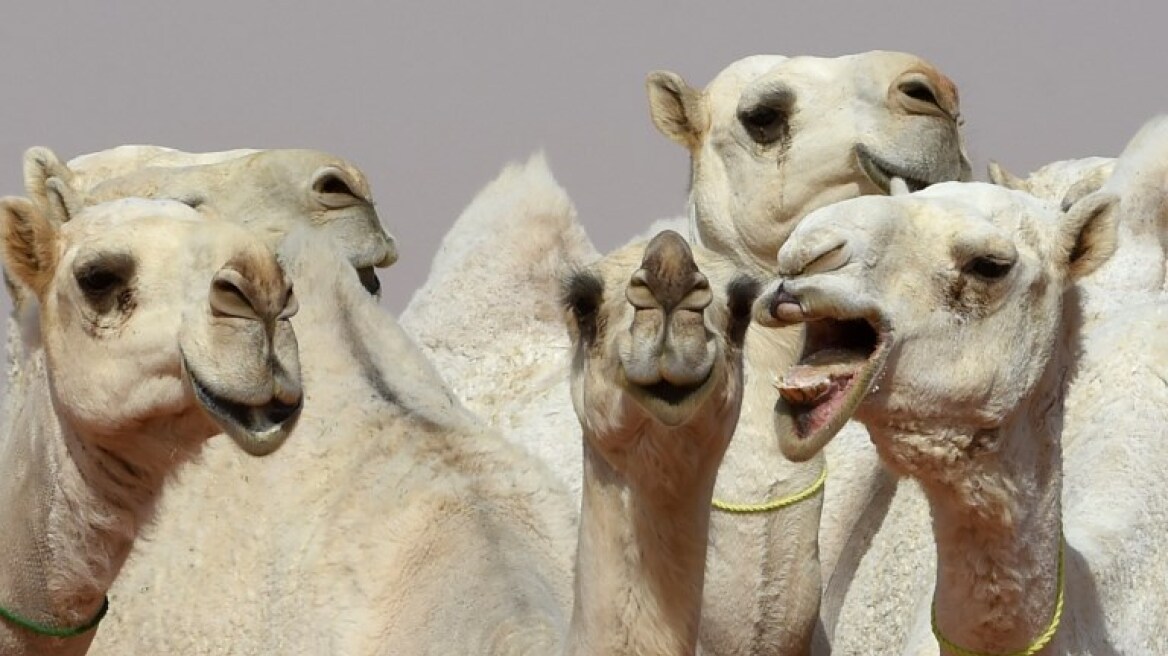 Σκάνδαλο σε καλλιστεία για καμήλες: Διαγωνιζόμενες αποκλείστηκαν λόγω... μπότοξ!