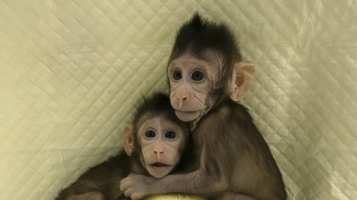 Επιστήμονες κλωνοποίησαν μαϊμού για πρώτη φορά - Επόμενο βήμα ο... άνθρωπος;