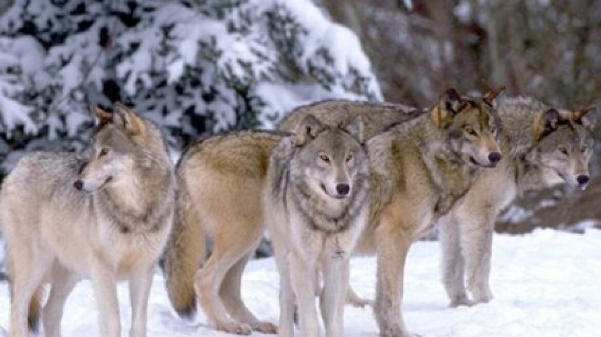 Επέλαση των λύκων στην Ευρώπη 100 χρόνια μετά την εξαφάνισή τους