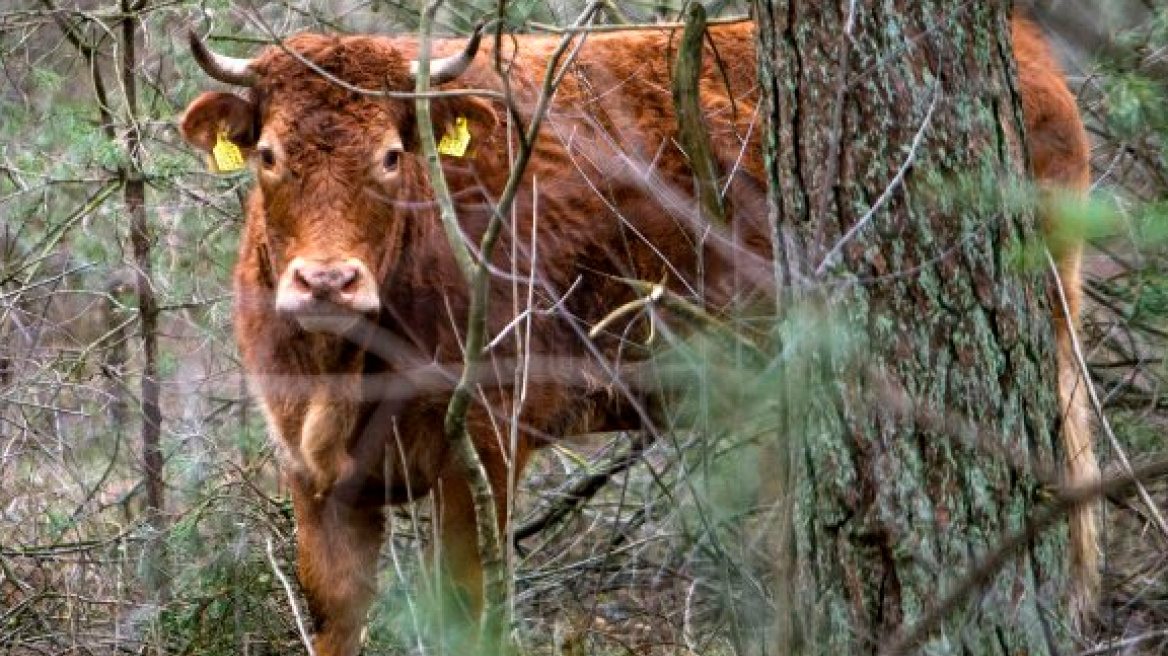 Ολλανδία: Αγελάδα το 'σκασε στο δρόμο για το σφαγείο και έγινε ηρωίδα!