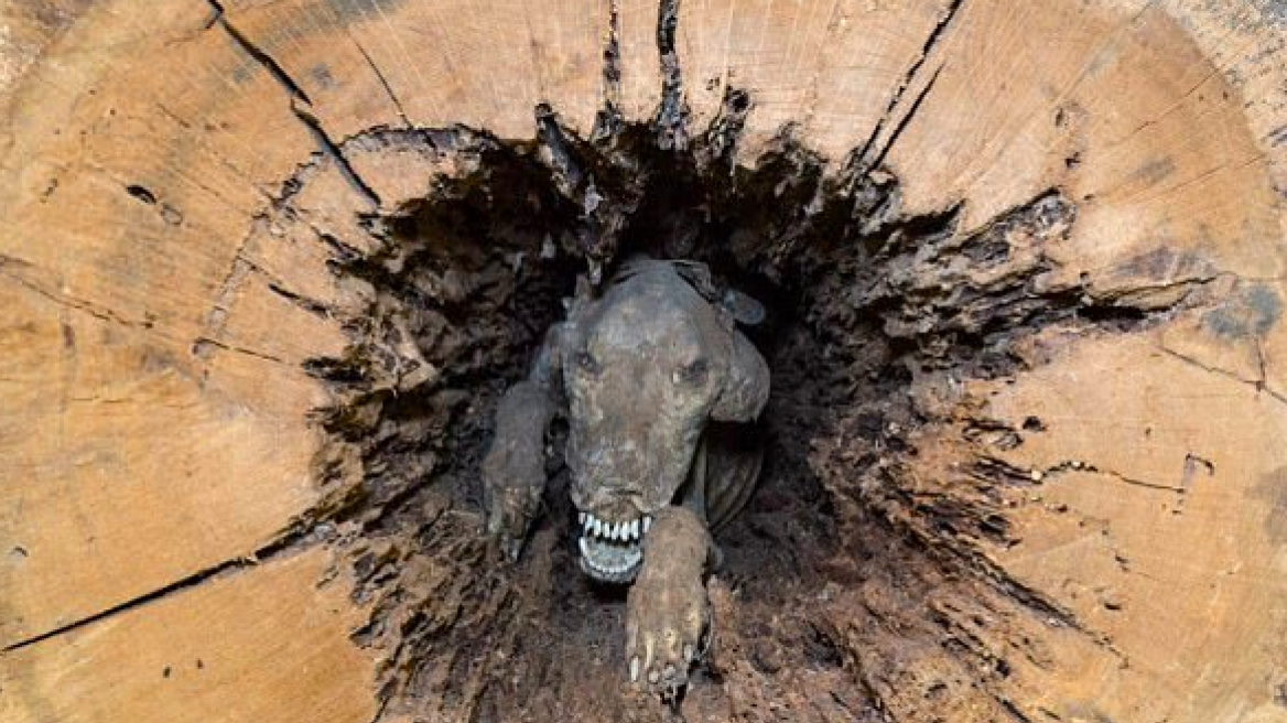 Αυτός ο σκύλος «μούμια» που βρέθηκε σφηνωμένος σε κορμό δείχνει... ολοζώντανος