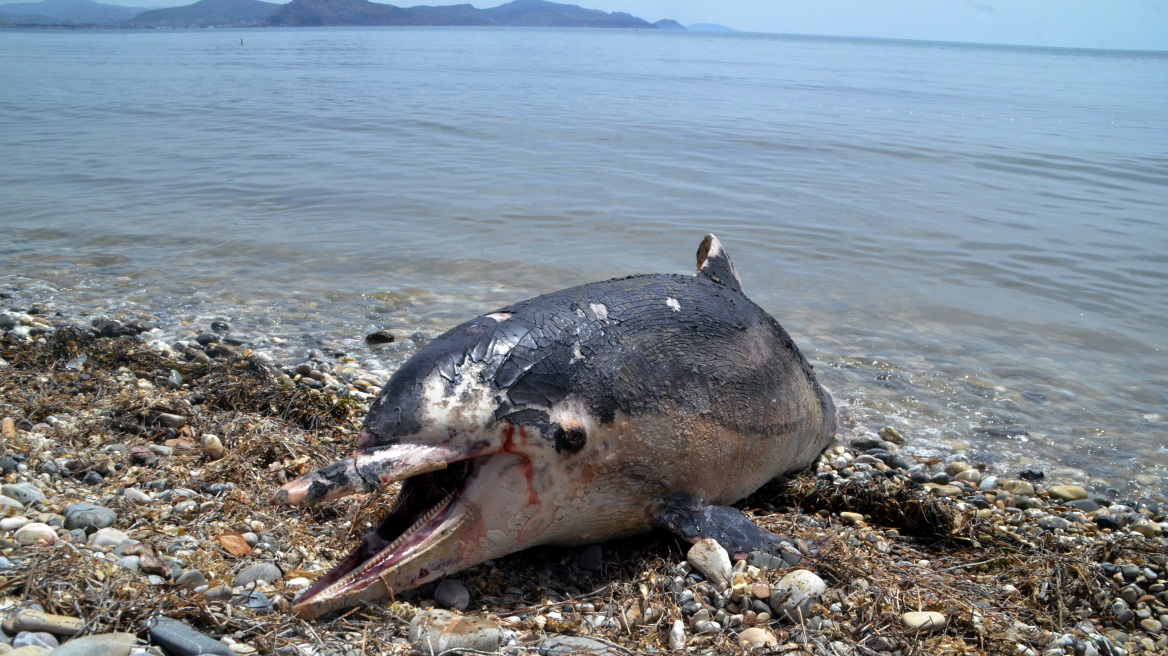 Κεφαλονιά: Εντοπίστηκε νεκρό δελφίνι σε παραλία στο Ληξούρι
