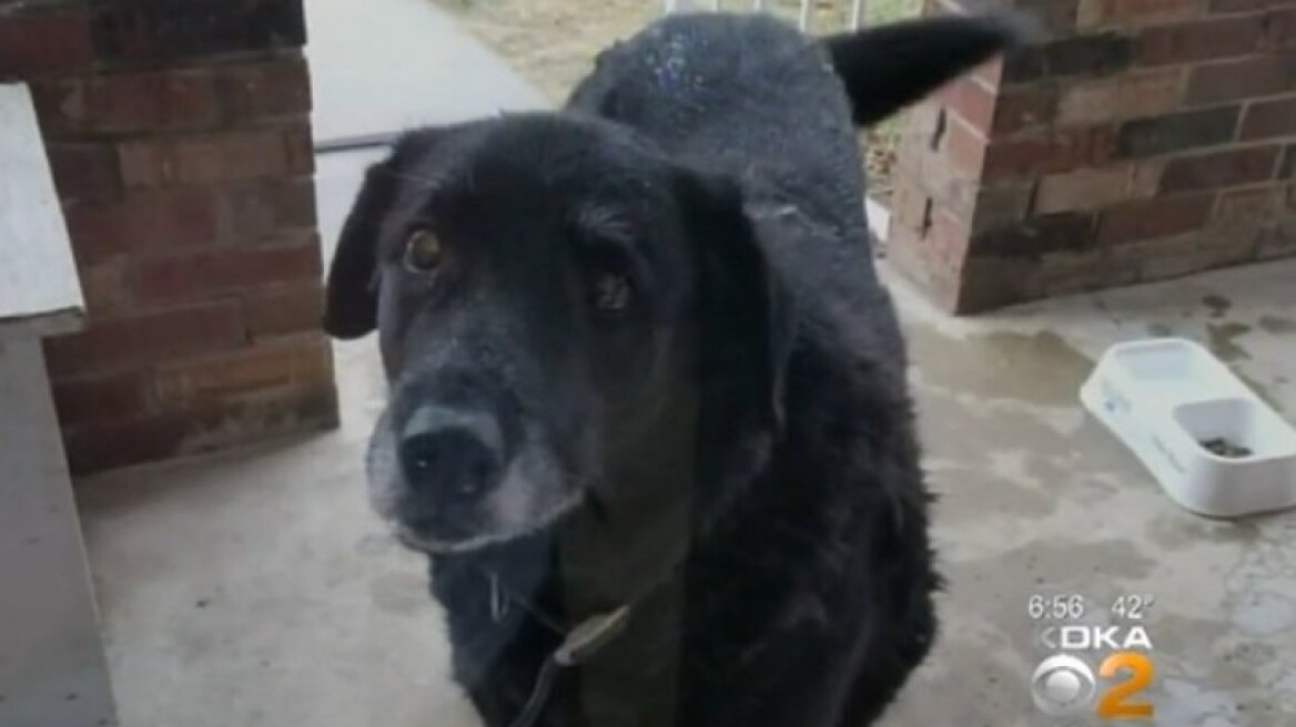 Σκύλος που είχε χαθεί επέστρεψε στην οικογένειά του 10 χρόνια μετά! (pics & vid)