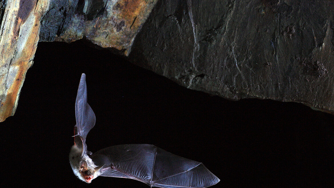 Στις νυχτερίδες ψάχνουν το «μυστικό της μακροζωΐας» οι επιστήμονες