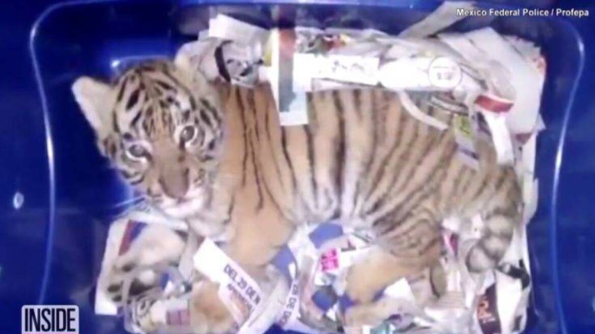 Βίντεο από Μεξικό: Νάρκωσαν και ταχυδρόμησαν τιγράκι μέσα σε πλαστικό κουτί
