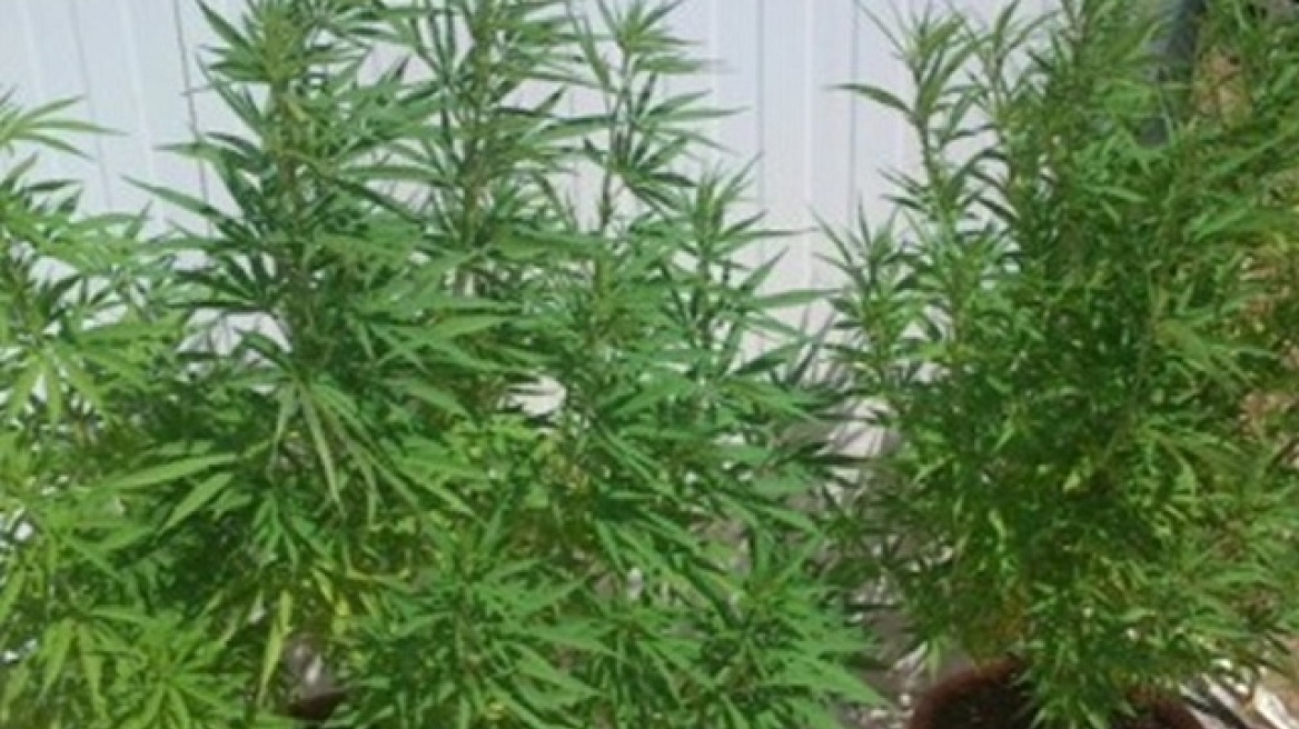 Μάνη: 55χρονος συνελήφθη για δεύτερη φορά να καλλιεργεί χασισοφυτεία