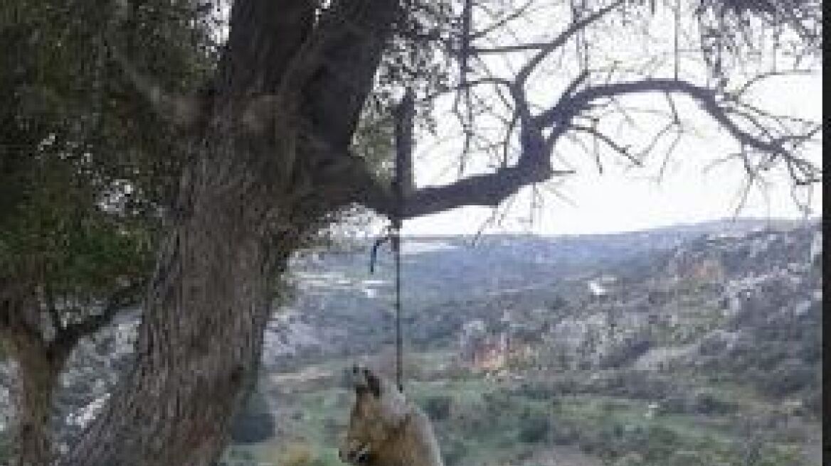 Κύπρος: Άγνωστοι κρέμασαν αλεπού σε δάσος 