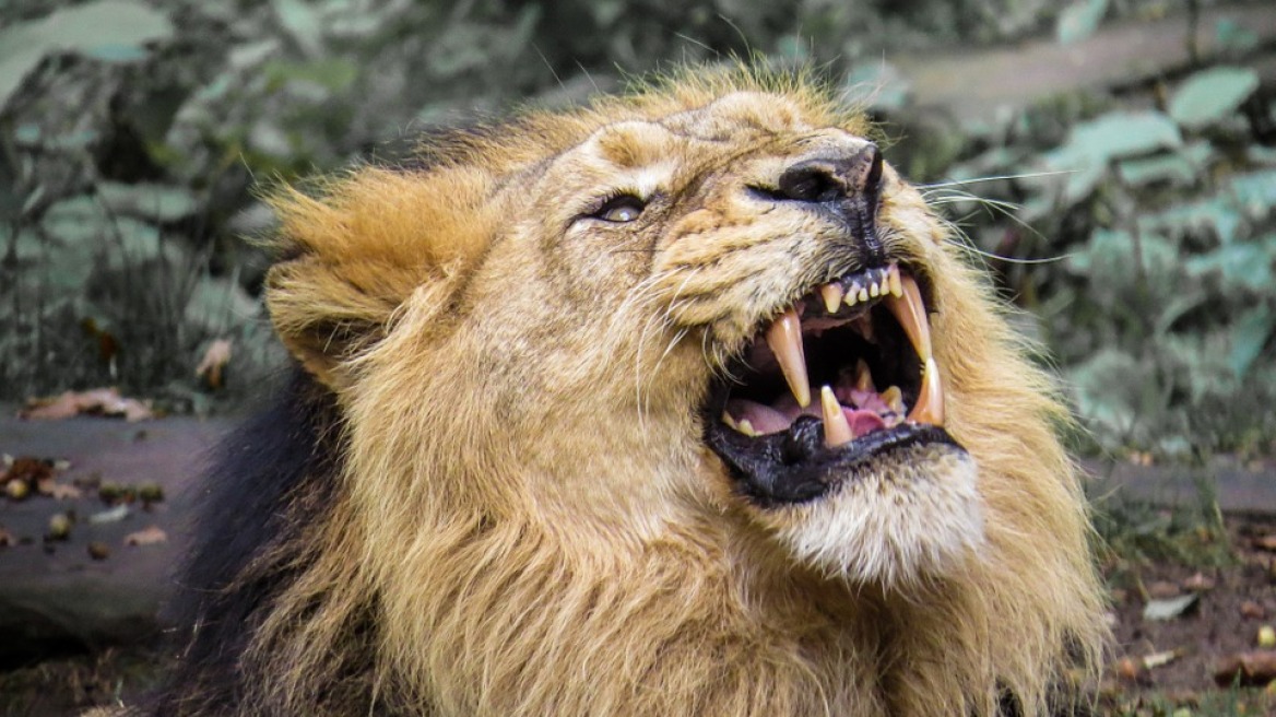 Αγέλη λιονταριών κατασπάραξε λαθροκυνηγό σε καταφύγιο της Νότιας Αφρικής