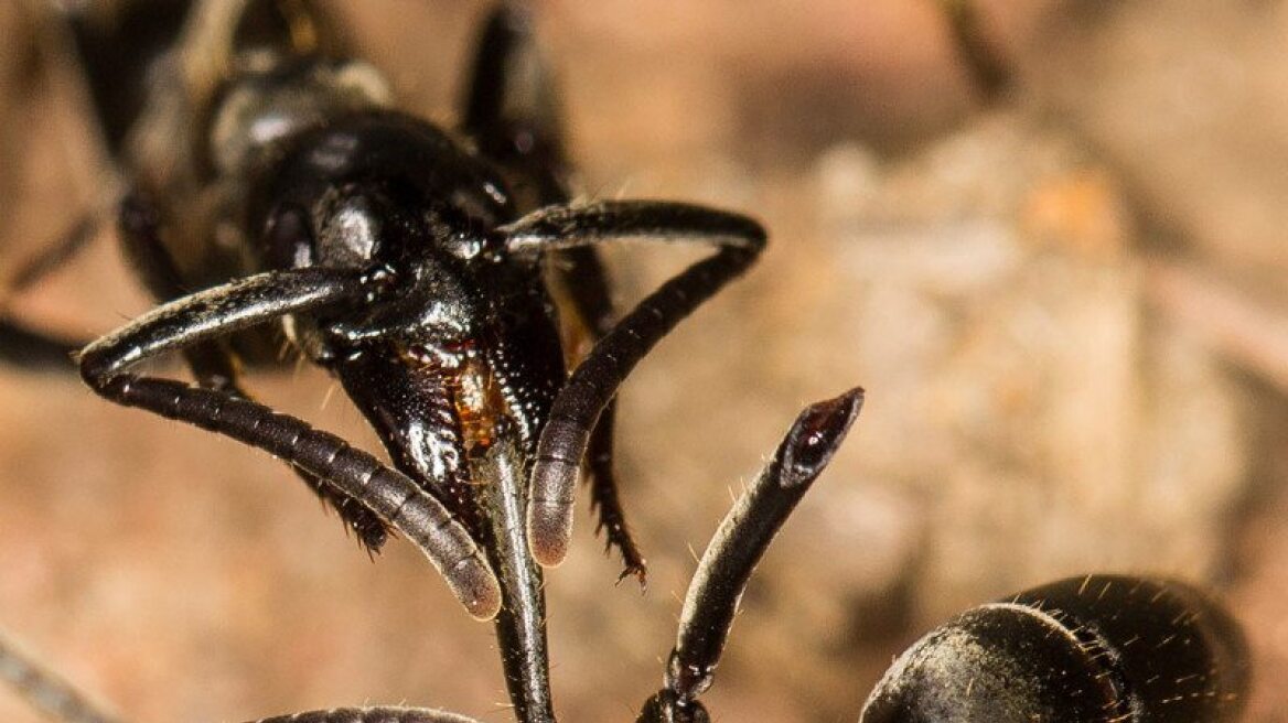 Μυρμήγκια - «νοσοκόμοι» περιποιούνται τους τραυματίες στο πεδίο μάχης