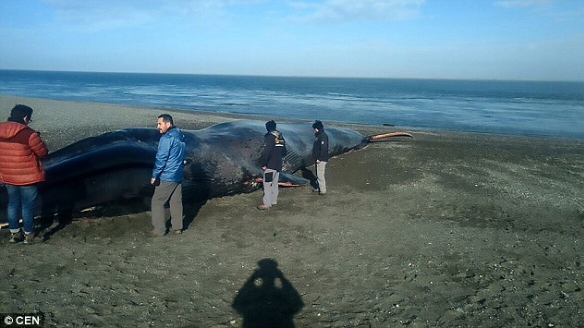 Κουφάρι γαλάζιας φάλαινας έχει μετατραπεί σε αξιοθέατο για φωτογραφίες και μηνύματα