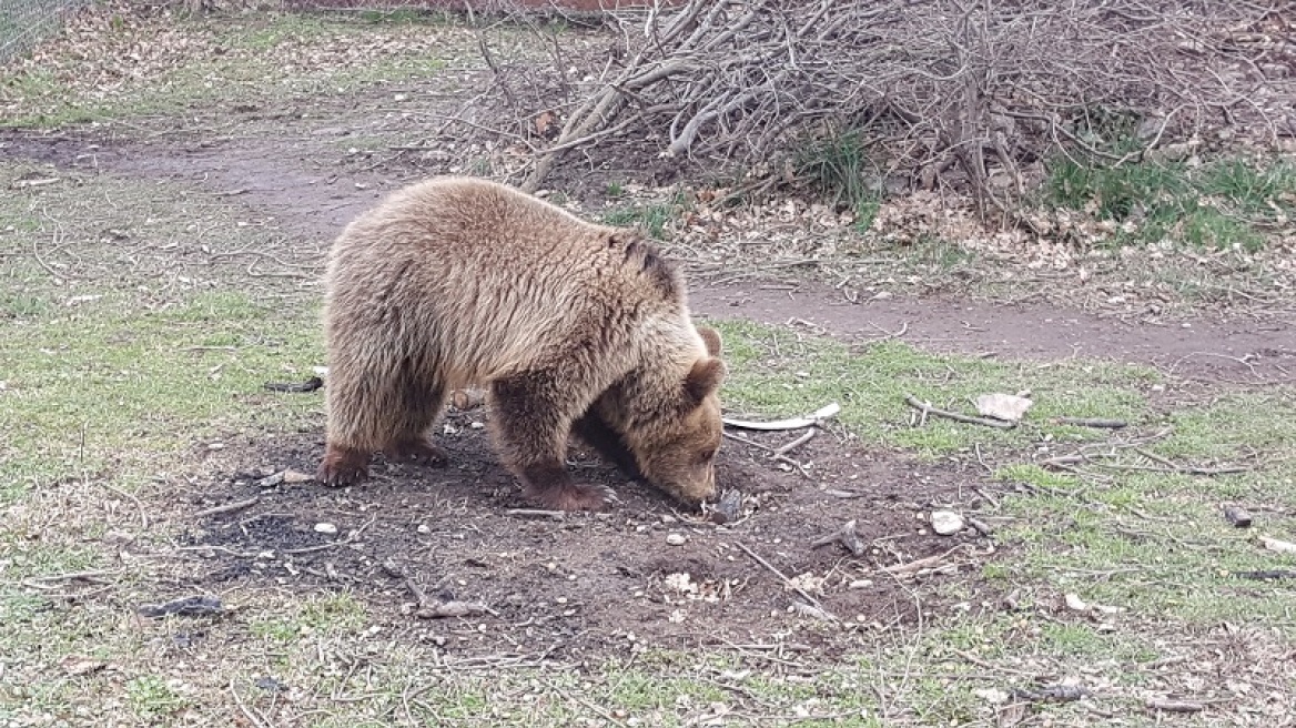 Θεσσαλονίκη: Προς πώληση... αρκουδάκι για 1.100 ευρώ - Παρέμβαση «Αρκτούρου»
