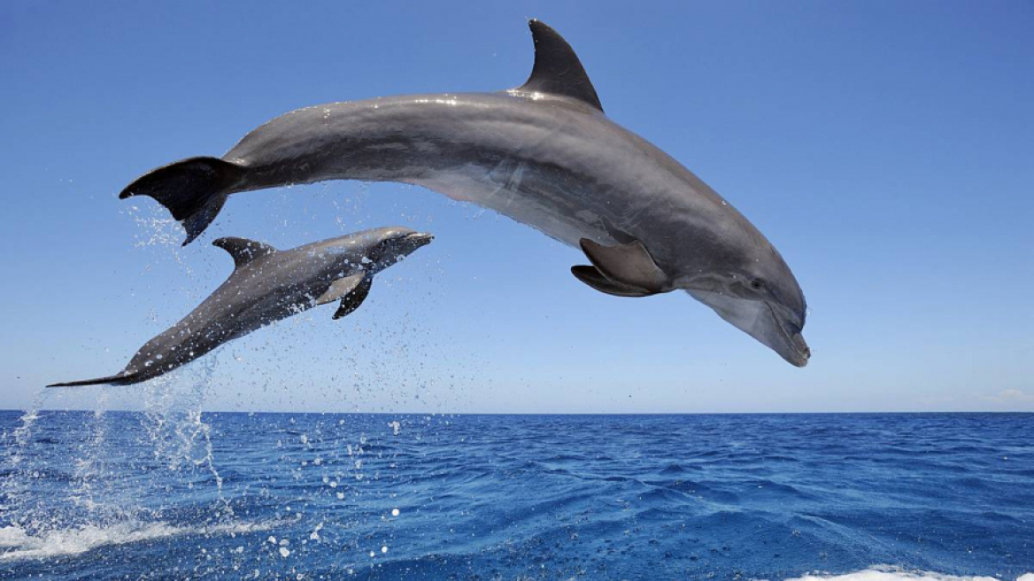 Νεκρό δελφίνι σε παραλία της Μονεμβασιάς
