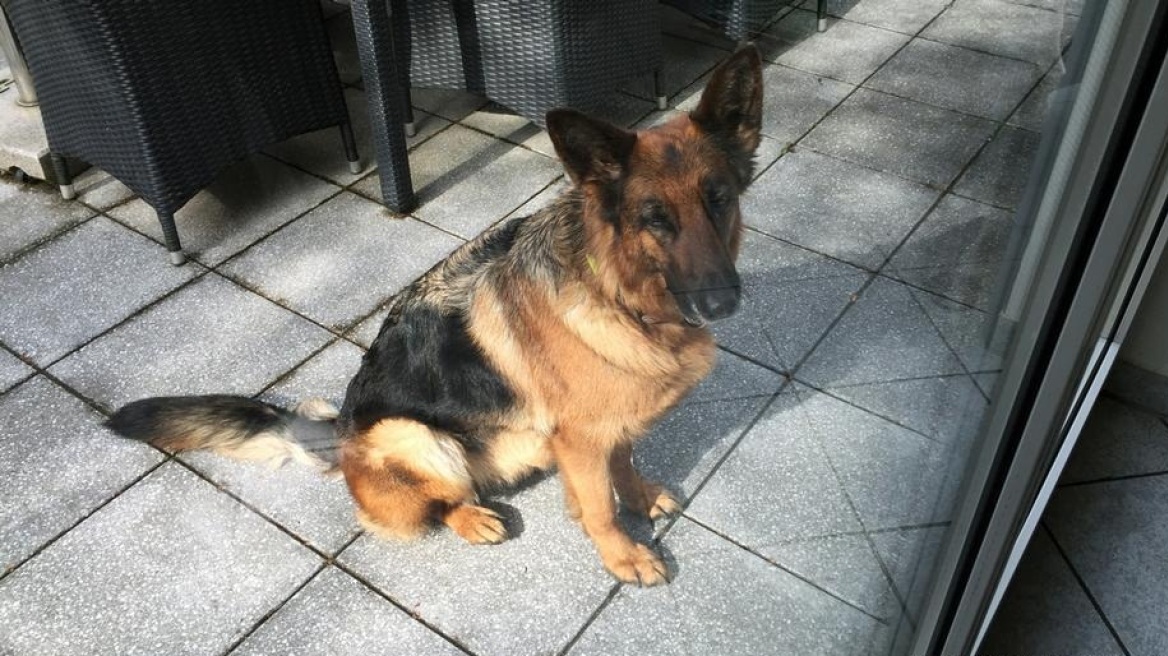 Η σκυλίτσα Ραπουνζέλ το έσκασε από τον κτηνίατρο και έφτασε 400 χιλιόμετρα μακριά από το σπίτι της