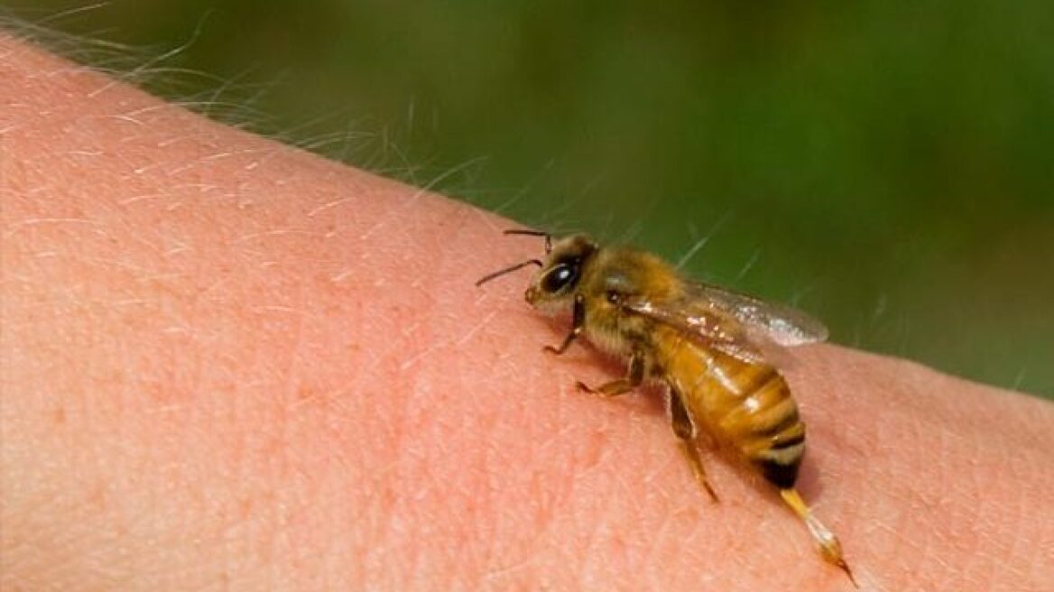 Κρήτη: Ηλικιωμένος κινδύνευσε να πεθάνει από τσίμπημα μέλισσας 