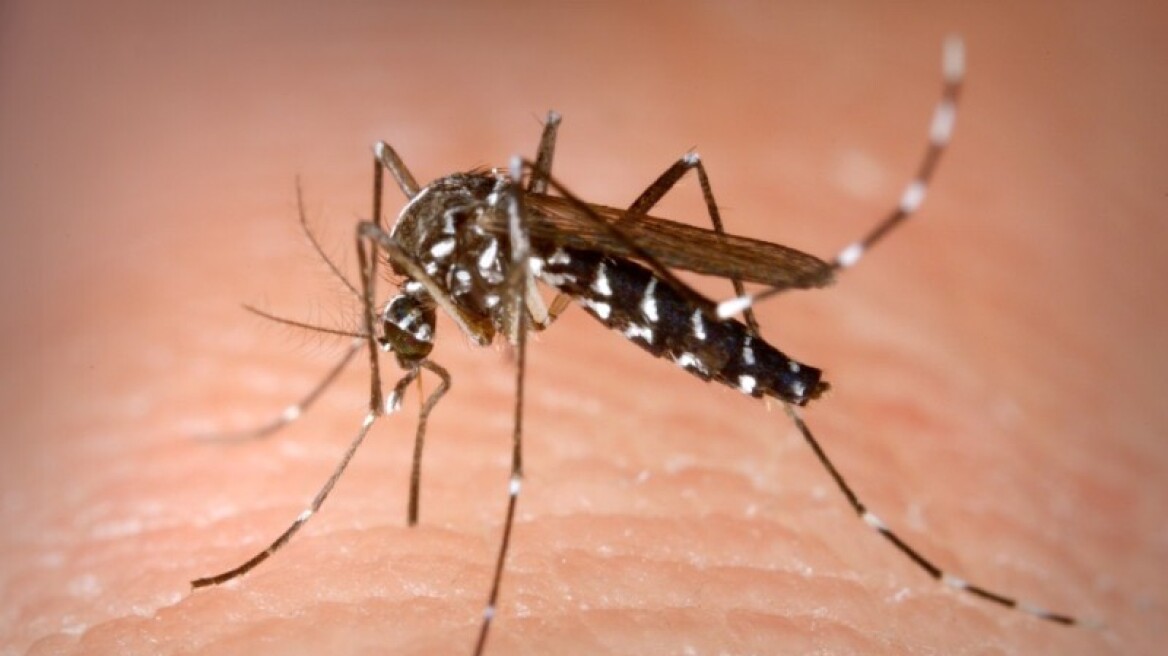 Προσοχή σε κουνούπια, σκνίπες, τσιμπούρια: Βασικοί «μεταφορείς» των λοιμωδών ασθενειών