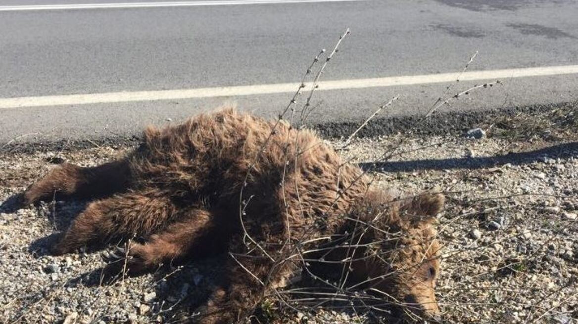Βρέθηκε νεκρό αρκουδάκι στην Κοζάνη - Το παρέσυρε αυτοκίνητο