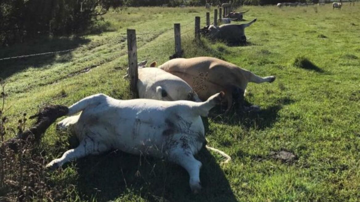 Νεκρές από κεραυνό έξι αγελάδες στην Αυστραλία