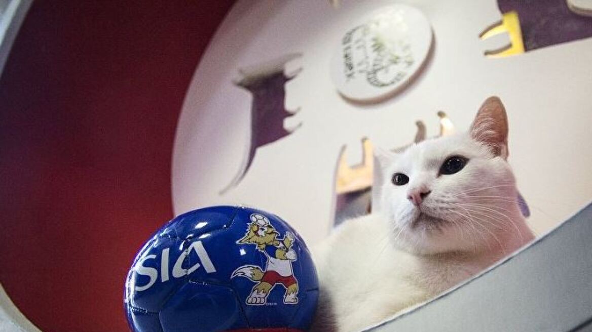 Ρωσία: Ο Αχιλλέας, ένας κουφός γάτος, θα προβλέπει τα αποτελέσματα του Μουντιάλ