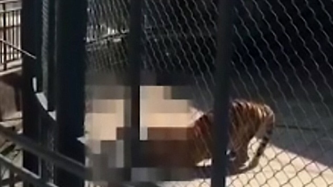 Σκληρό βίντεο: Τίγρης κατασπάραξε τον φύλακα του ζωολογικού κήπου που την μεγάλωσε